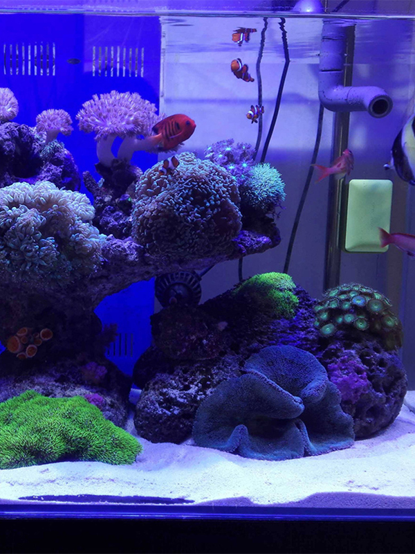 White Aquarium Sand Bot Decora - Aquarium Sand White ulasan dan harga