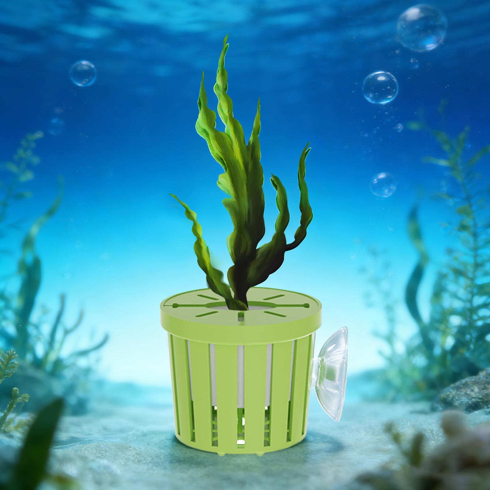 4 Pieces Hydroponic Plant Bask - Aquarium Planted Background ulasan dan harga