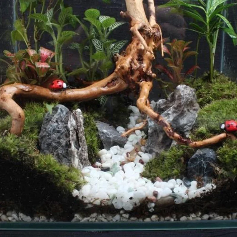 Natural Tree Trunk Driftwood A - Planted Aquarium Media ulasan dan harga