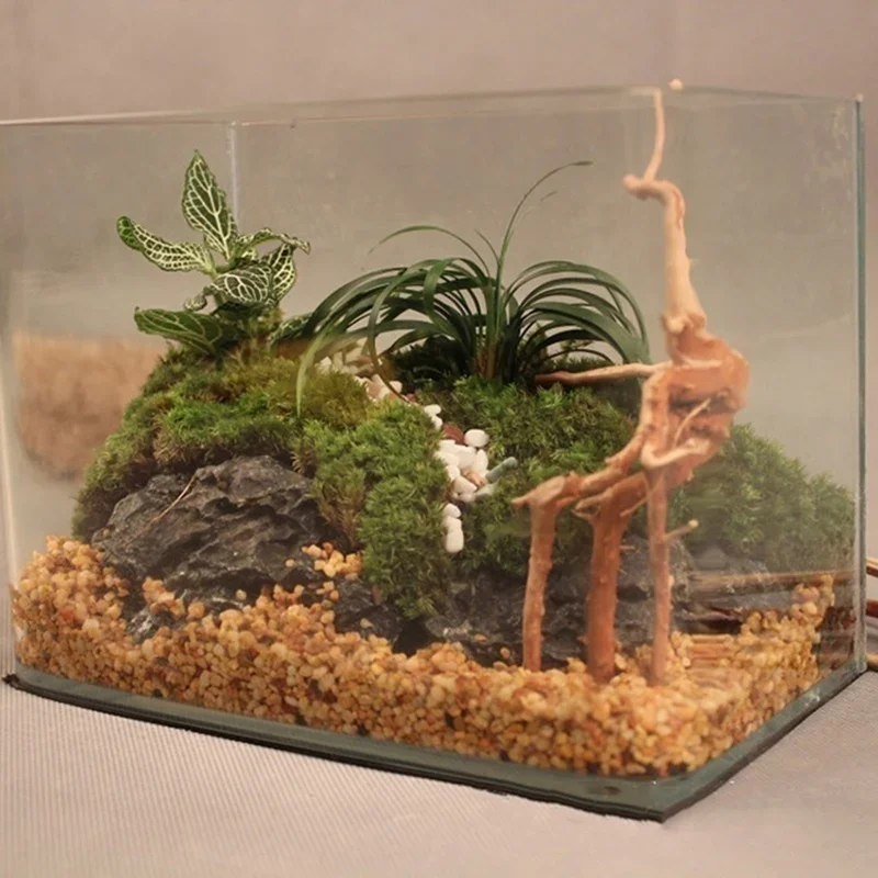 Natural Tree Trunk Driftwood A - Planted Aquarium Media ulasan dan harga
