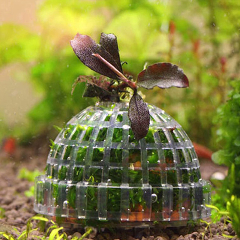 Hot Sale Aquatic Pet Supplies  - Aquarium Plants For Sale ulasan dan harga