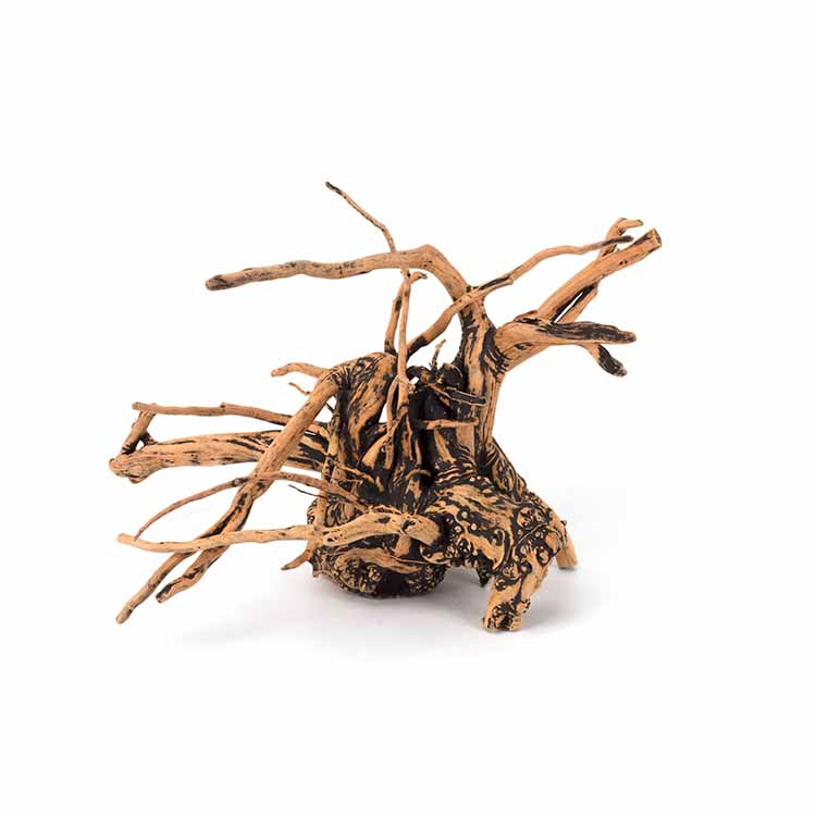 Wholesale Hot Sale Natural Dec - Aquarium Plants For Sale ulasan dan harga