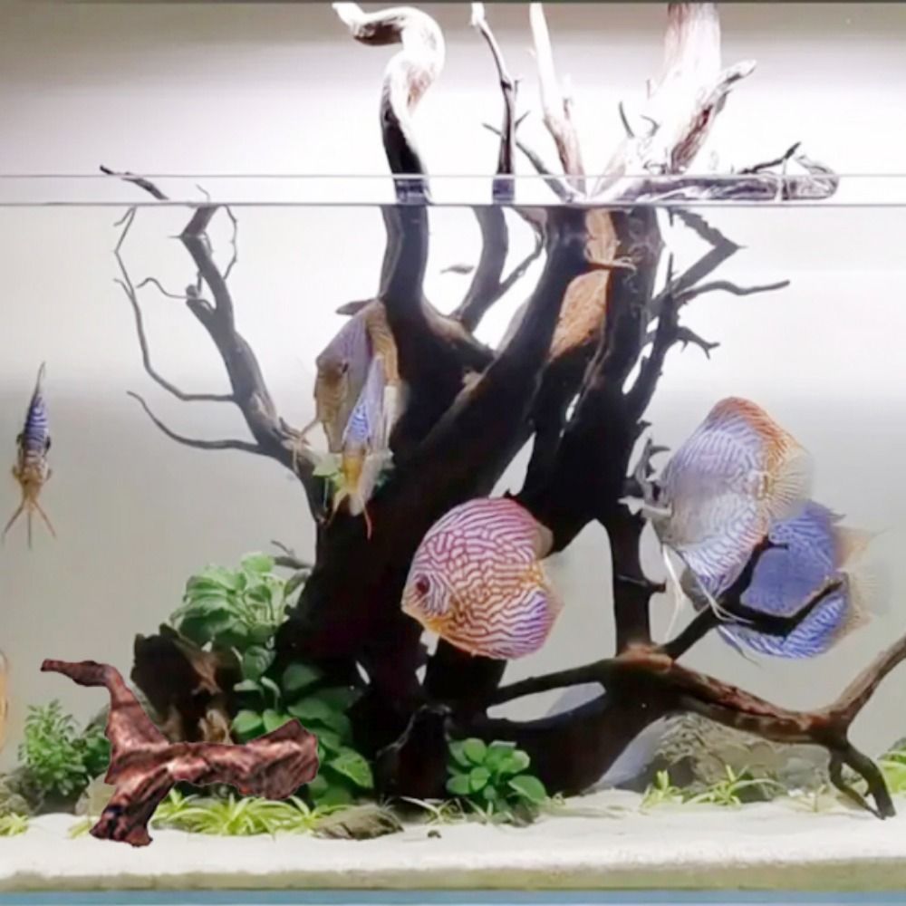 Creative Irregular Shape Coral - Planted Aquarium Media ulasan dan harga