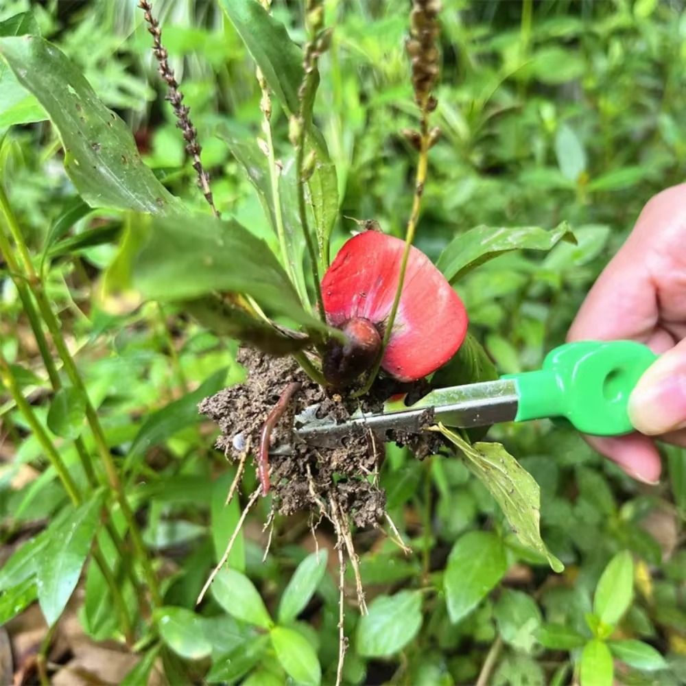 Stainless Steel Gardening Twee - Planted Clip Tweezers ulasan dan harga